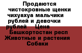 Продаются чистокровные щенки чихуахуа мальчики 8000рублей и девочки 10000рублей  › Цена ­ 10 000 - Башкортостан респ. Животные и растения » Собаки   